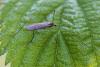 Molophilus sp.